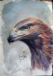 Aquila chrysaetos